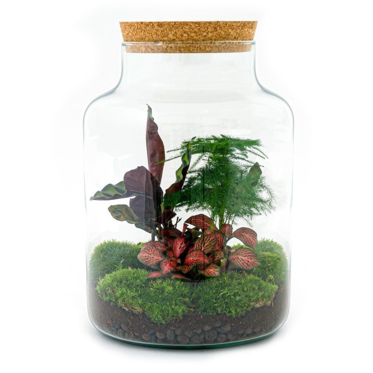 Kit Terrarium DIY - MILA -  Sans LED Ficus Rateau + Pelle + Pince + Ciseaux