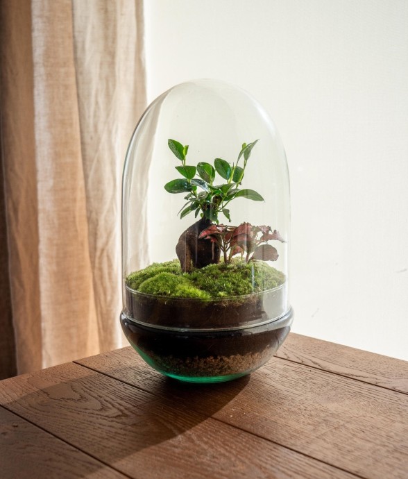 Terrarium - Siquijor