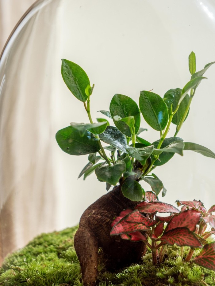 Terrarium - Siquijor