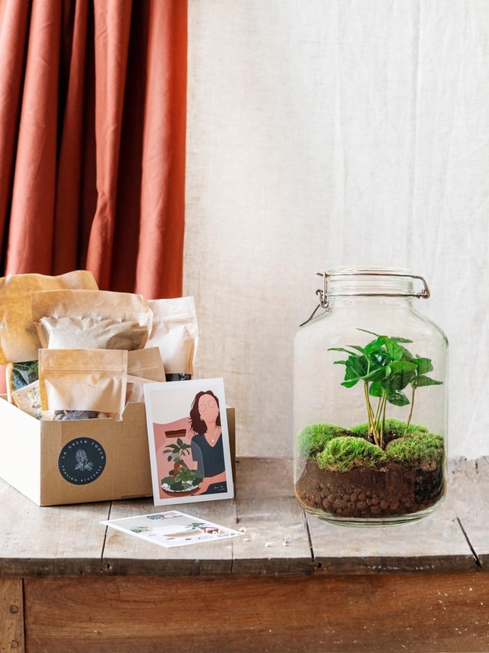 Kit terrarium DIY - OSLO -  Caféier Rateau + Pelle + Pince