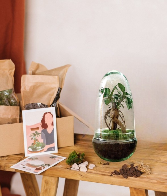 Kit Terrarium DIY - ALBA -...