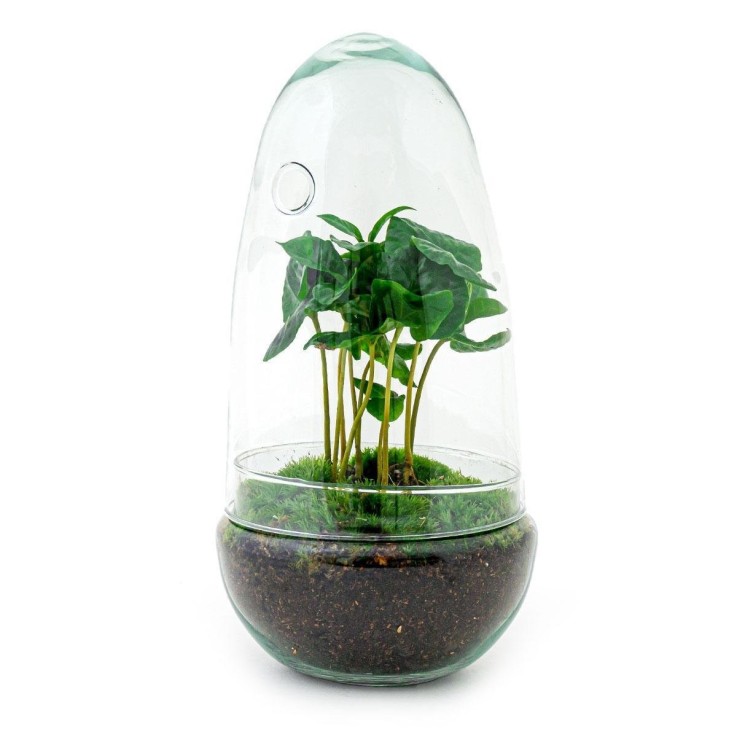 Kit Terrarium DIY - ALBA -  Ficus