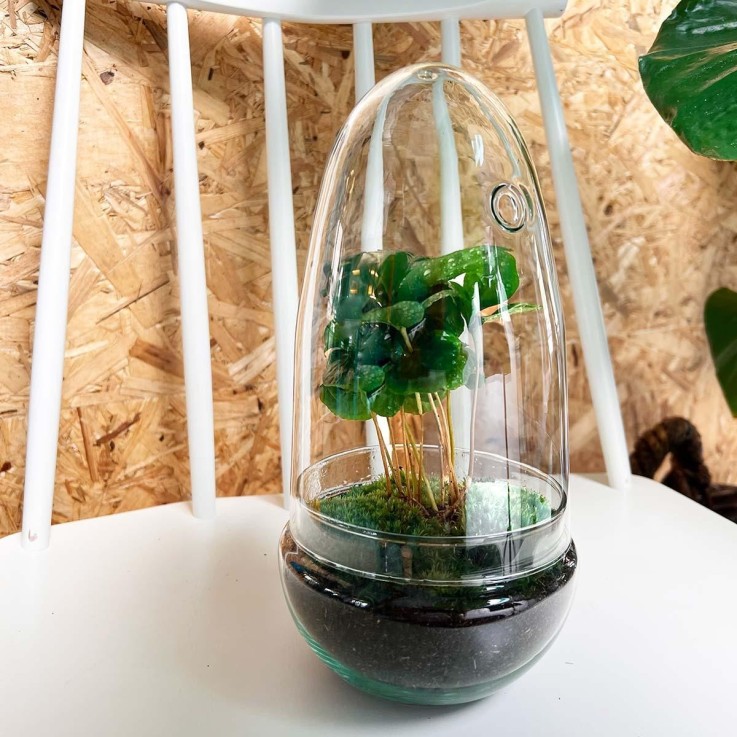 Kit Terrarium DIY - ALBA -  Ficus