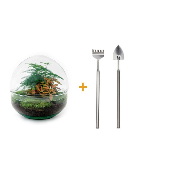 Kit Terrarium DIY - DOME -  Asparagus/Fittonia Rouge Rateau + Pelle + Pince