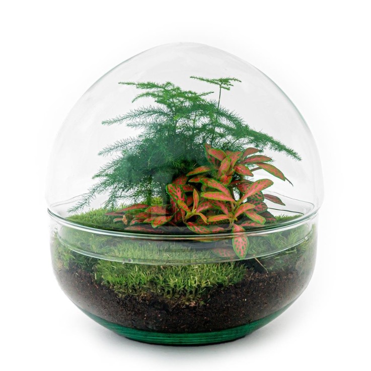 Kit Terrarium DIY - DOME -  Calathea/Fittonia Verte Rateau + Pelle + Pince + Ciseaux