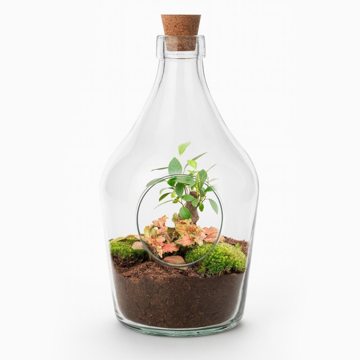 Kit Terrarium DIY - JOYT -  Calathea