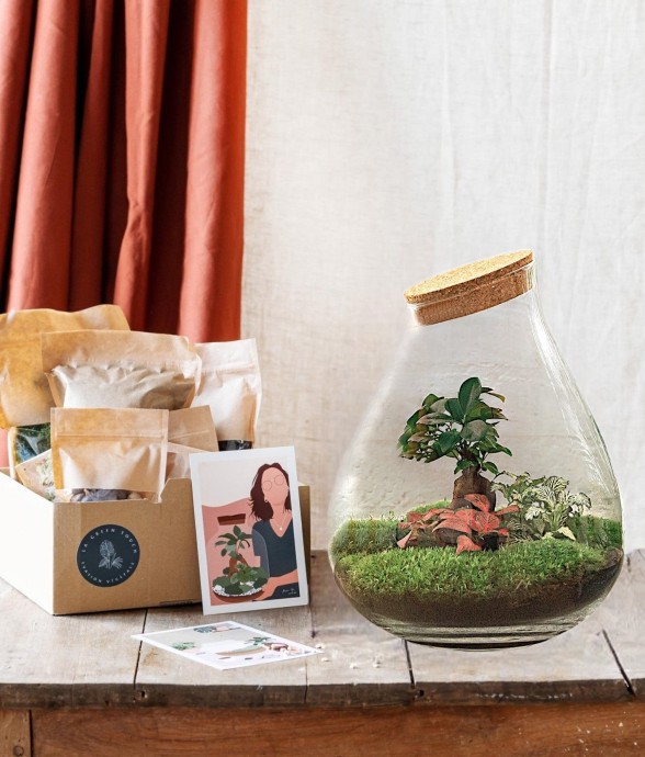 Kit Terrarium DIY - DOORN -...