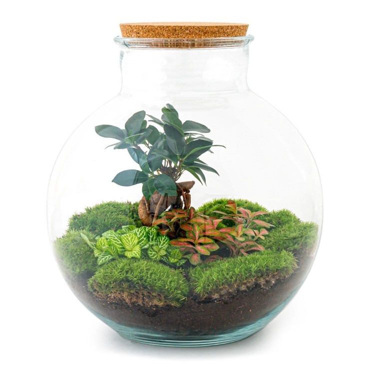 Kit Terrarium DIY - BAOBAB -  Ficus + 2 fittonia Sans outil