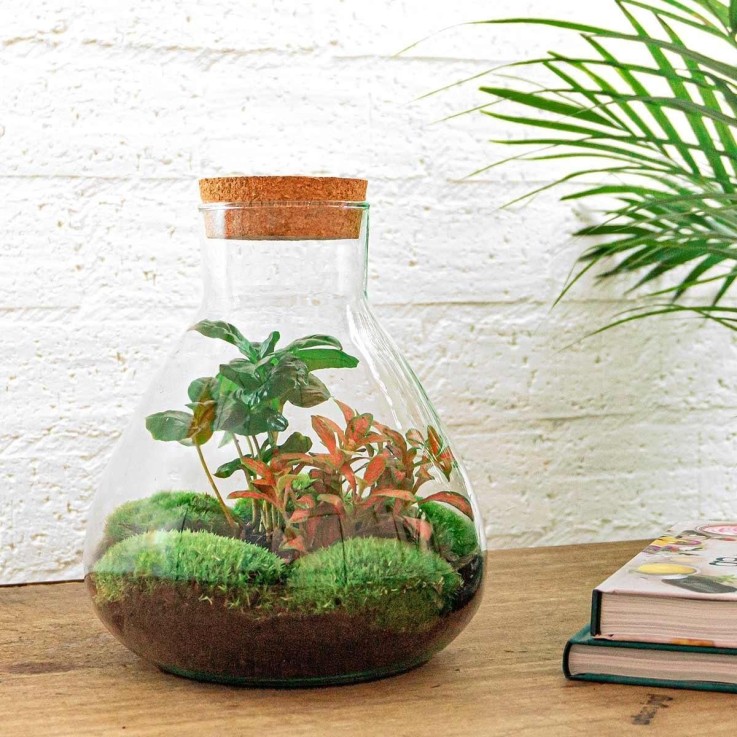 Kit Terrarium DIY - SAMA -  Caféier + Fittonia Rouge Rateau + Pelle