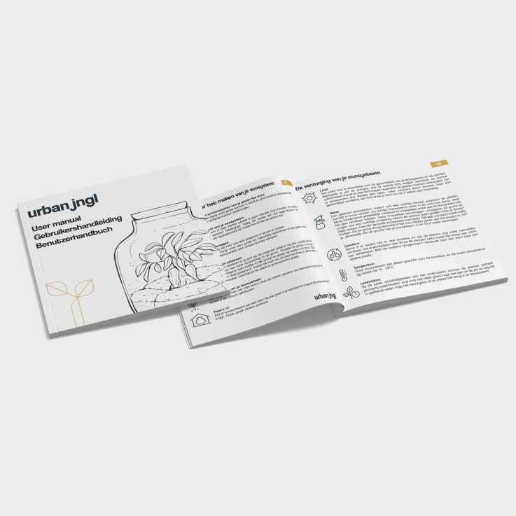 Kit rempotage plantes pour terrarium -  3 plantes : Calathéa + 2 fittonia