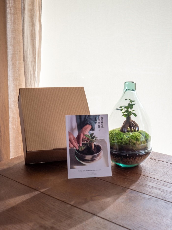 Kit Terrarium DIY - CORTICA