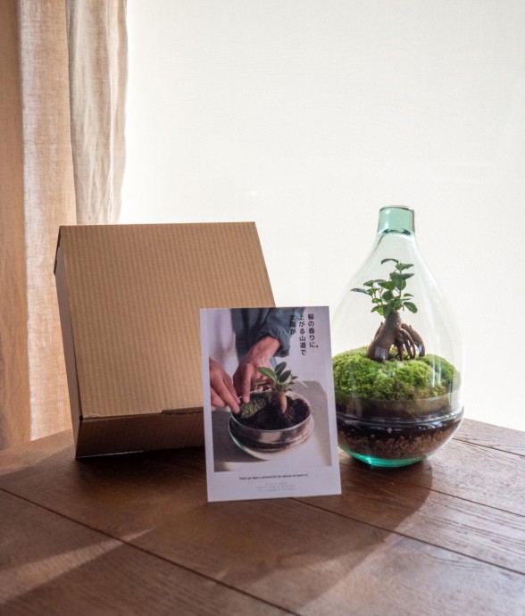 Kit Terrarium DIY - CORTICA