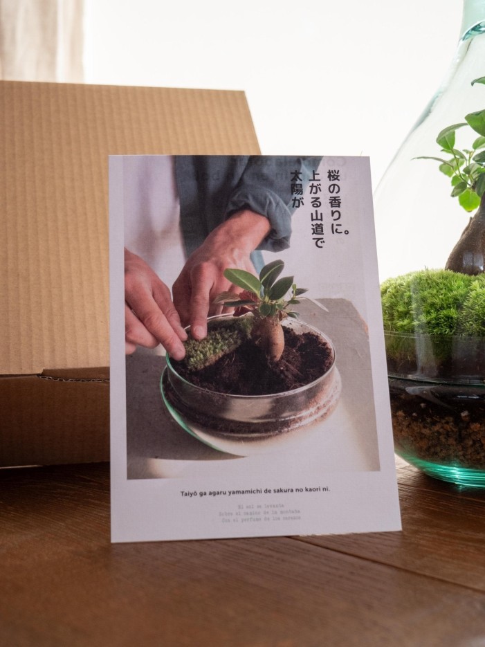 Kit Terrarium DIY - CORTICA