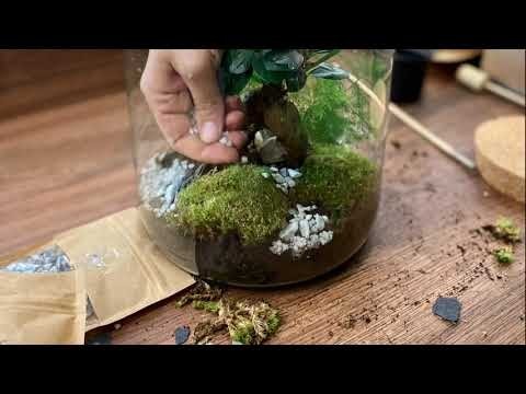 Kit Terrarium DIY - CORTICA