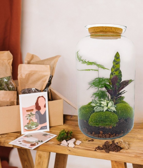Kit Terrarium DIY - SALEN -...