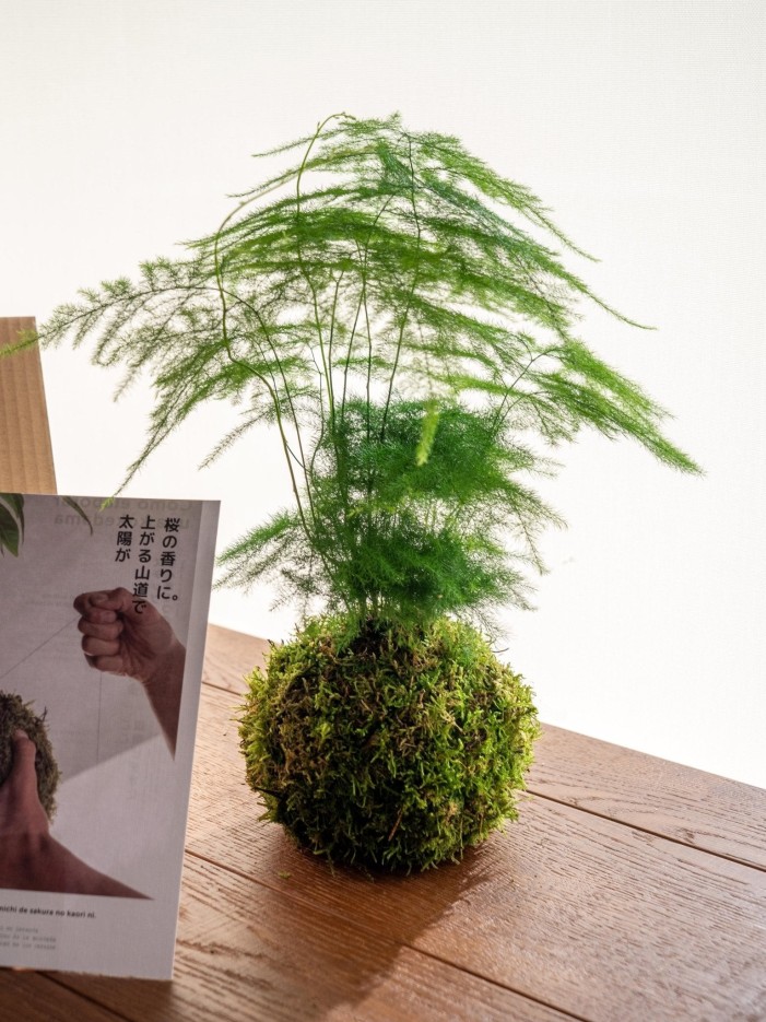 Kit Kokedama - Asparagus