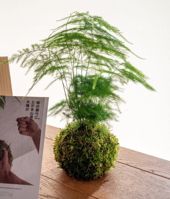 Kit Kokedama - Asparagus