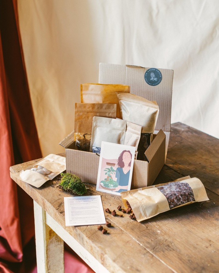 Kit rempotage plantes pour terrarium -  3 plantes : Caféier + 2 fittonia