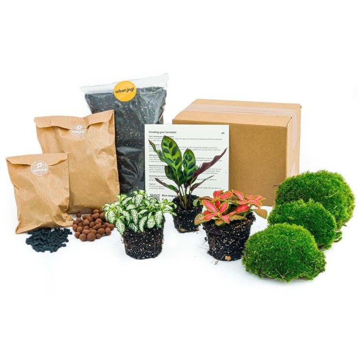Kit rempotage plantes pour terrarium -  3 plantes : Caféier + 2 fittonia