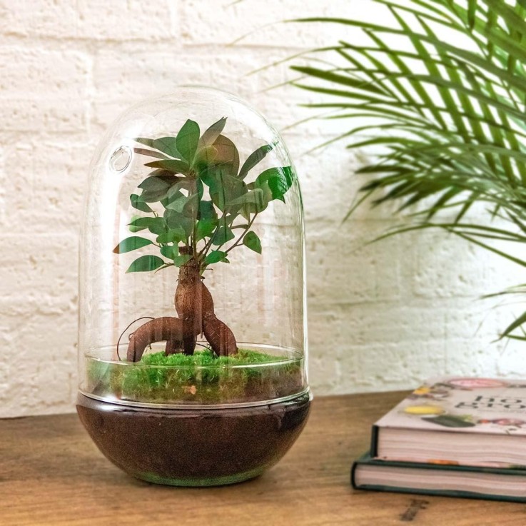 Kit Terrarium DIY - PARIS -  Ficus