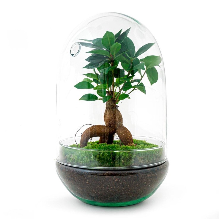 Kit Terrarium DIY - PARIS -  Ficus