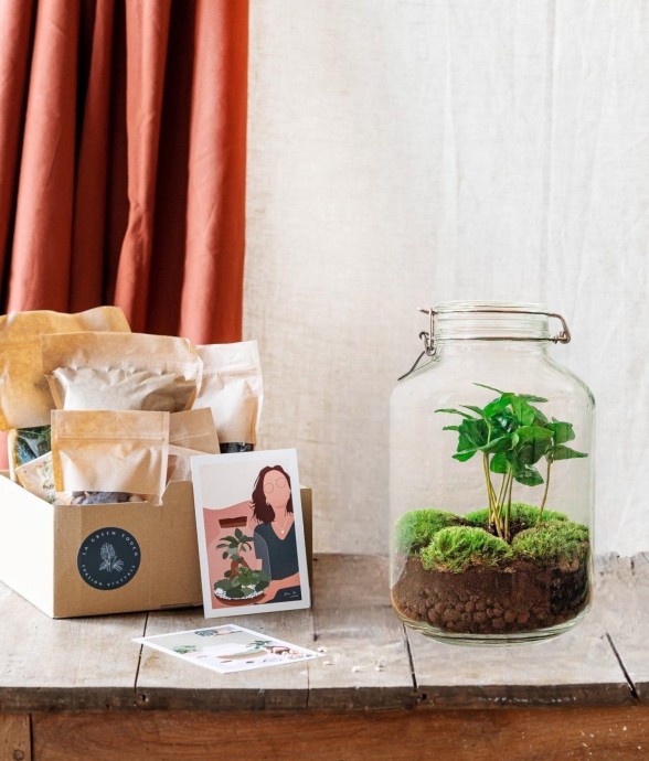 Kit terrarium DIY - OSLO -...