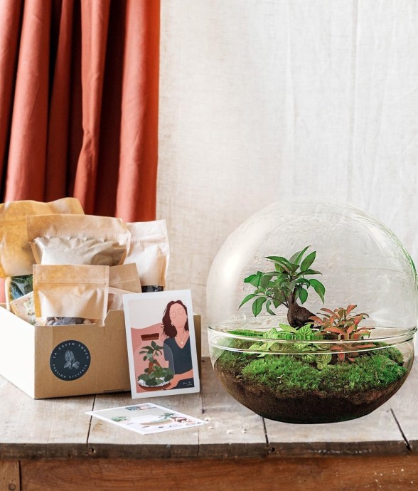 Kit Terrarium DIY - DOME XL...