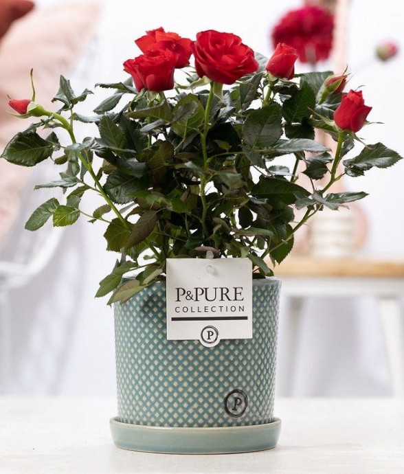 Rosier rouge et pot en...