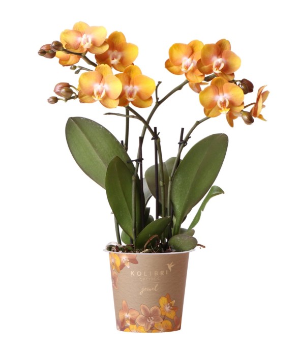 Orchidée Phalaenopsis...