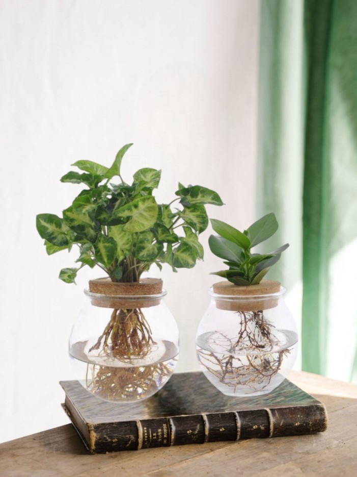 Duo hydroculture Clusia/Syngonium