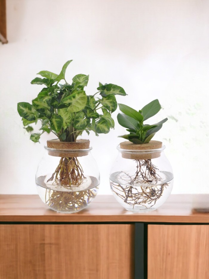 Duo hydroculture Clusia/Syngonium