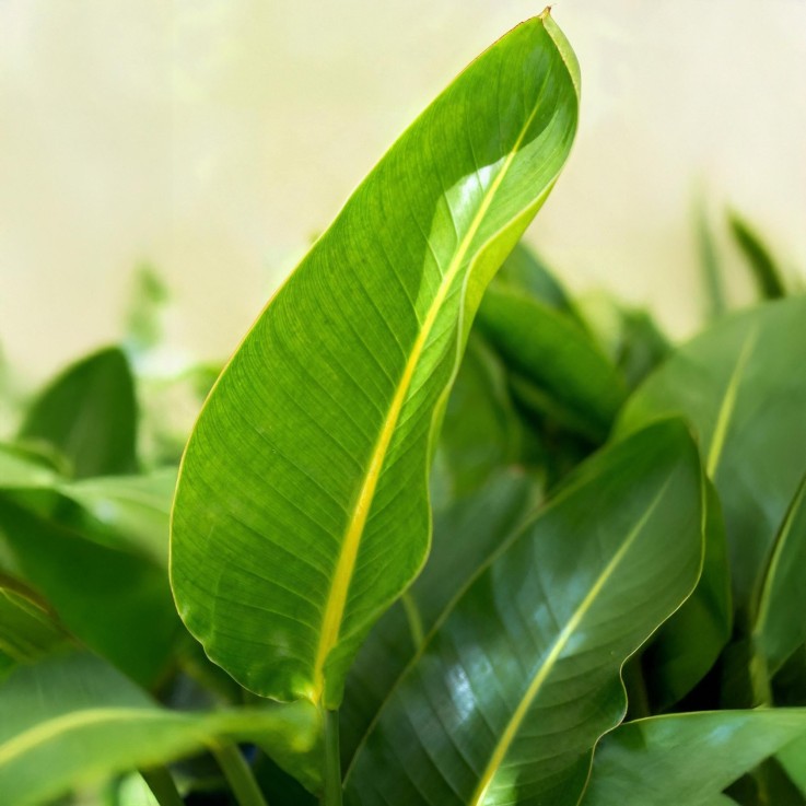 Strelitzia Nicolai – Lot de 1 -  2