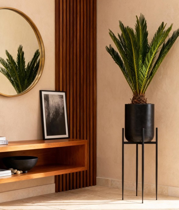 Cycas revoluta -  1