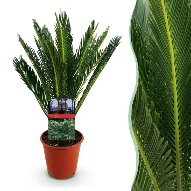 Cycas revoluta -  1