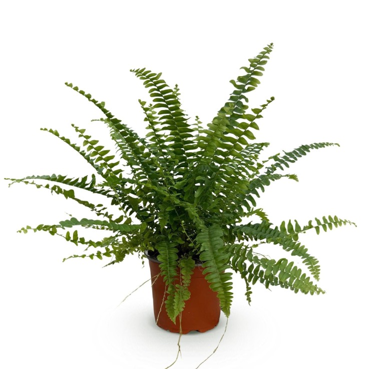 Fougère de Boston -  2