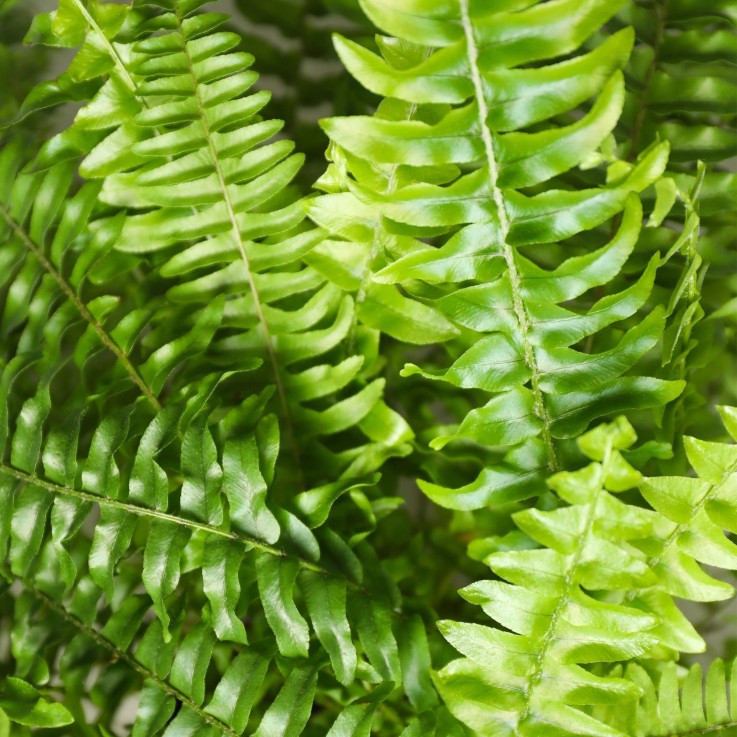 Fougère de Boston -  2