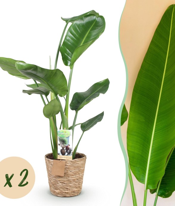 Strelitzia nicolai – Lot de...