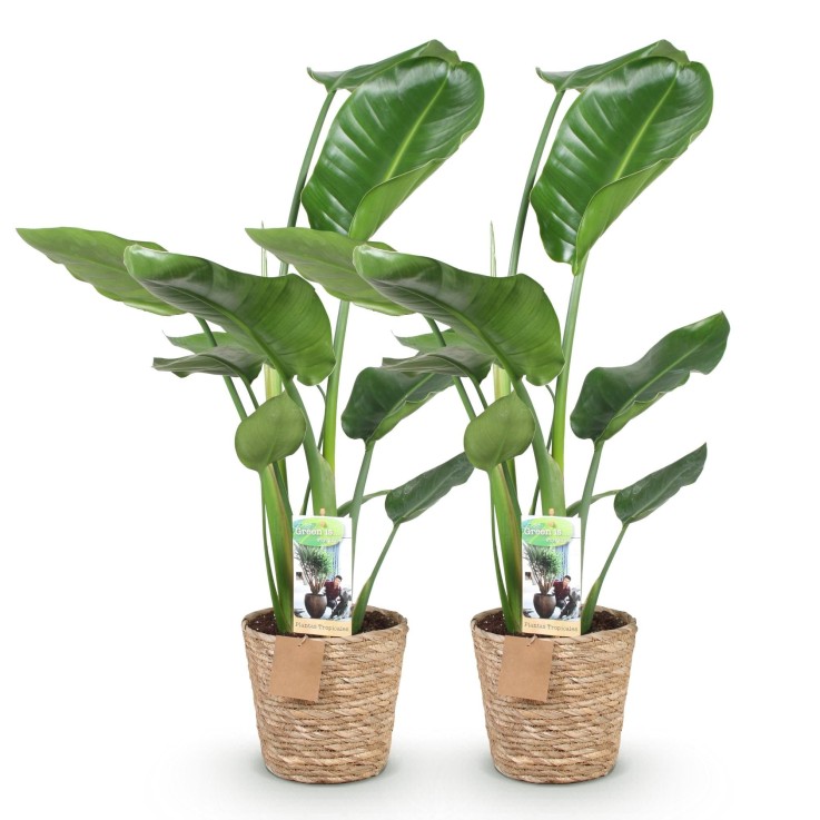 Strelitzia nicolai – Lot de 2 – Pot 17 cm – Hauteur 70-90cm