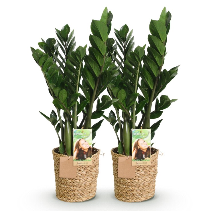 Zamioculcas zamiifolia – Lot de 2 – Pot 17 cm
