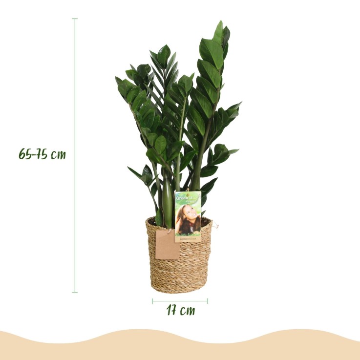Zamioculcas zamiifolia – Lot de 2 – Pot 17 cm