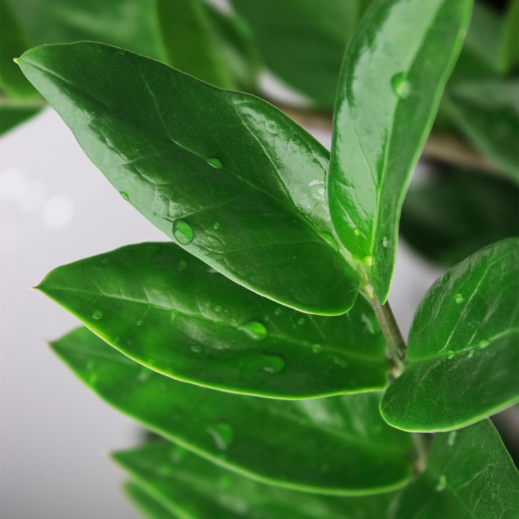 Zamioculcas zamiifolia – Lot de 2 – Pot 17 cm