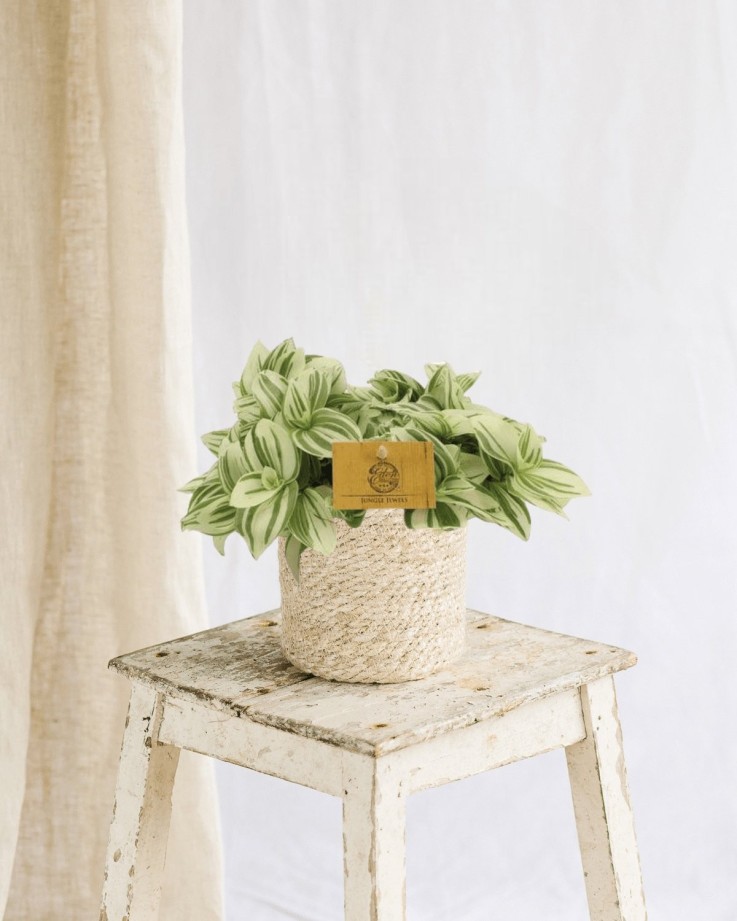 Misère Tradescantia Brightness