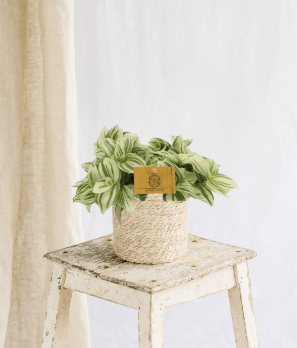 Misère Tradescantia Brightness