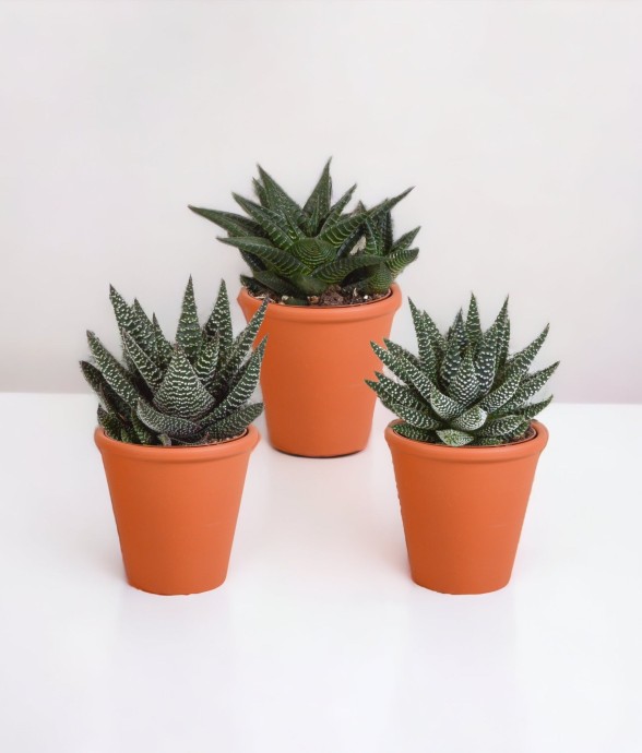 Coffret Gasteria, Haworthia...