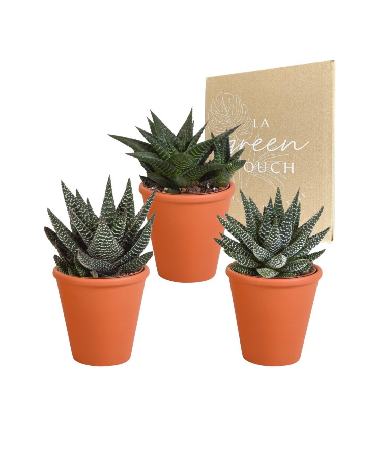 Coffret Gasteria, Haworthia et ses caches-pots terracotta - Lot de 3 plantes, h18cm