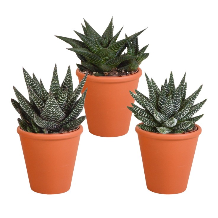 Coffret Gasteria, Haworthia et ses caches-pots terracotta - Lot de 3 plantes, h18cm