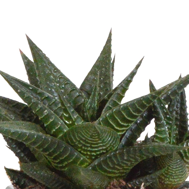 Coffret Gasteria, Haworthia et ses caches-pots terracotta - Lot de 3 plantes, h18cm