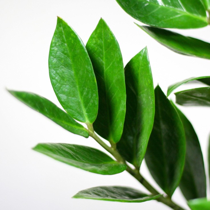 Zamioculcas Zamiifolia et son pot -  Panier naturel