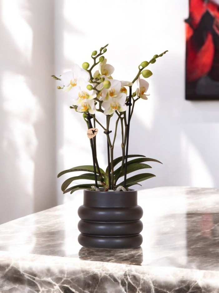 Orchidée blanche et son pot -  Bleu turquoise