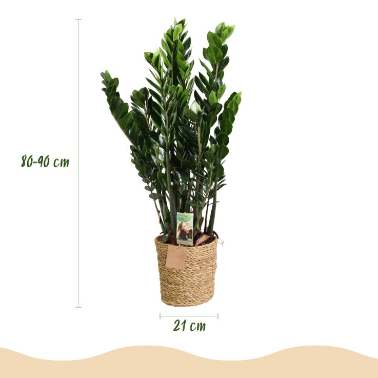 Zamioculcas ZZ et panier
